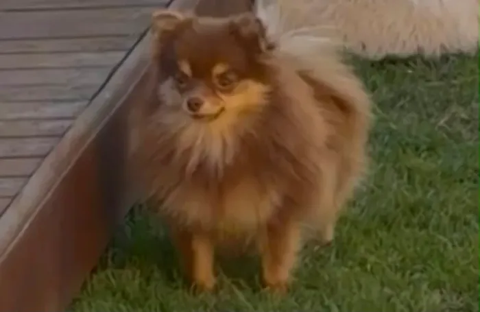 Fêmea Spitz 