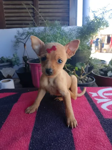 Pinscher com 50 dias vermifugado 