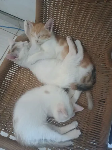 Doação duas gatinhas lindas