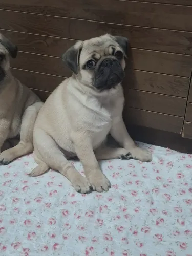 Filhote pug