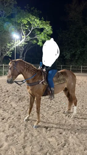 Cavalo manso