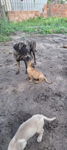Filhotes de Fila Brasileiro