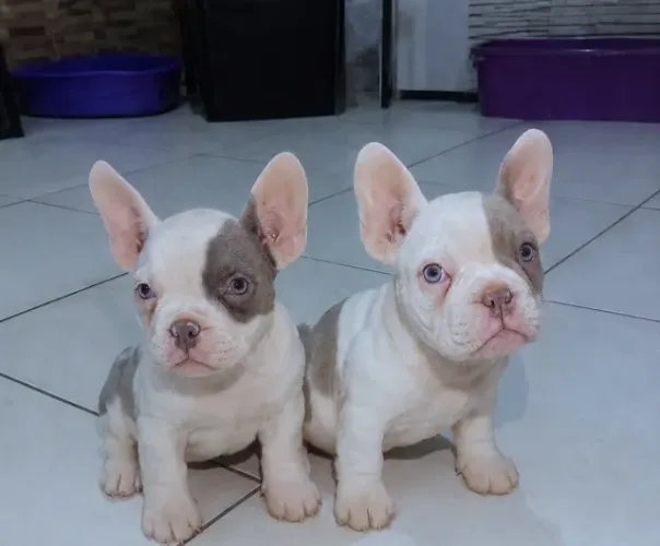 Exotic Bully Micro 
