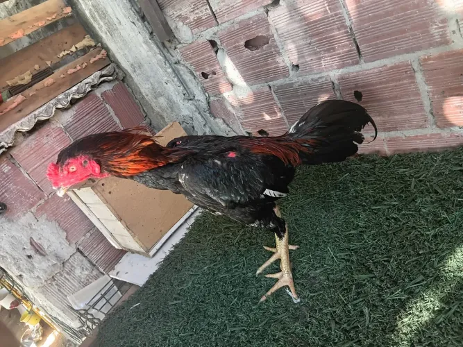 Frango indiano 