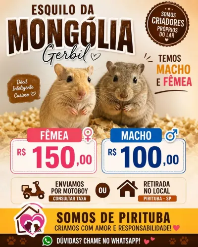 Gerbil bichinho