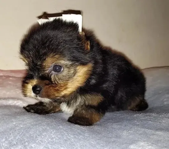 Yorkshire micro carinha de gato macho e fêmea parcelamos até 18