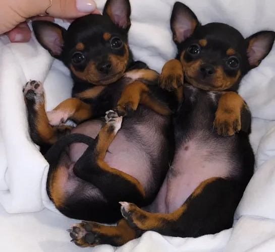 Pinscher Zero: De R$900,00 por R$700,00 Valor promocional 