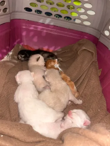 Doação gatos