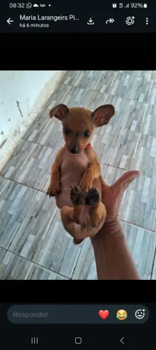 Vendo pincher n. 0 faz 2 meses dia 1 600 reais