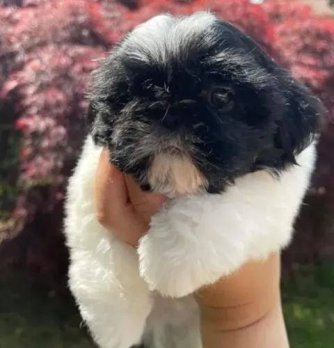 Filhotes de Shih Tzu | Encanto em cada descoberta.