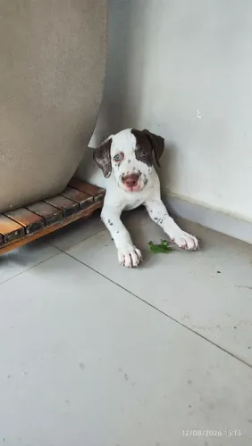 Tenho lindos filhotes de dálmata disponíveis para venda 350 reais cada
