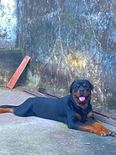 Cão  rottiwallei   cabeça  de touro disponível  para cruzar