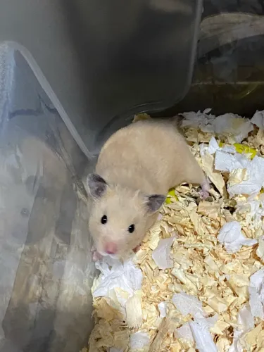 Vendo esse hamster