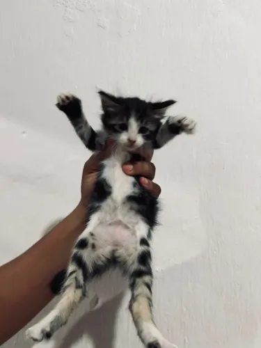 Doação de gatos