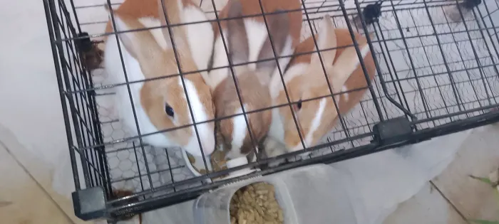 Vende se Coelhas Adultas Saudáveis 