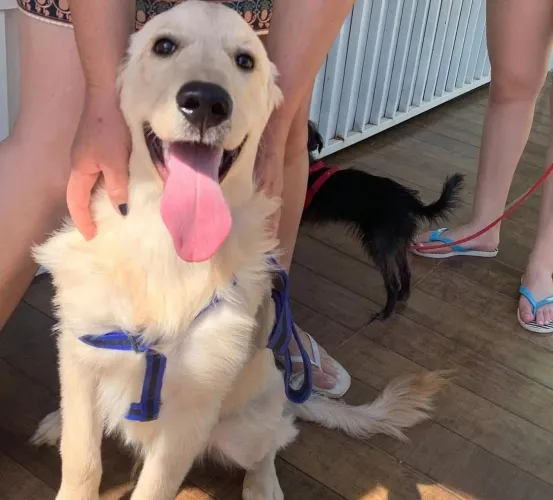 Cachorro golden