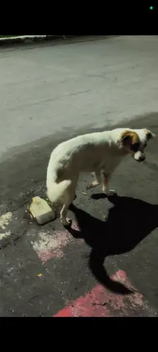 Doação cachorrinha 