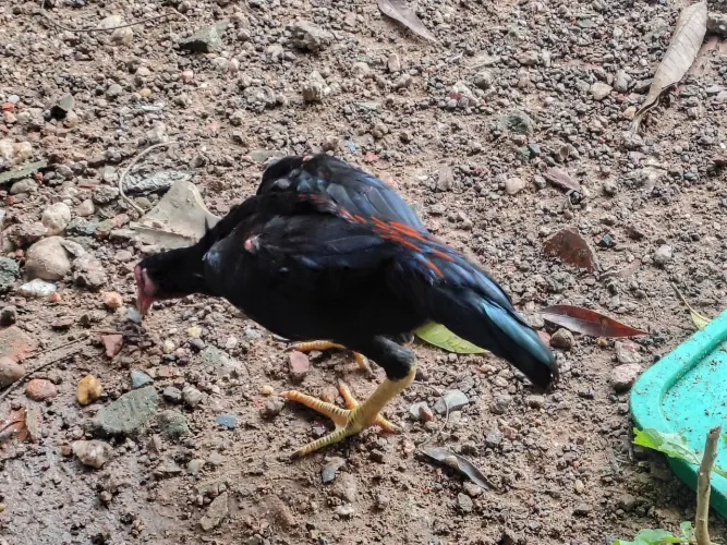 Frango caipira 5 meses 50,00 troco por franga