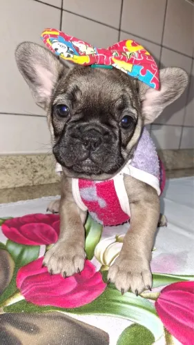 Bulldog francês com 50 dias vacinado