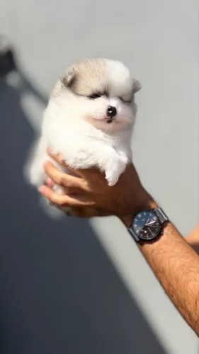 Filhotes de Lulu da Pomerania!