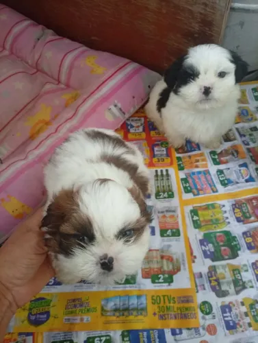 shih tzu filhote 
