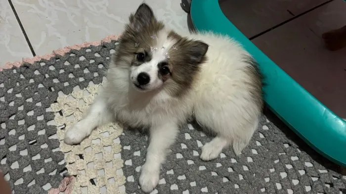 Venda de filhote Lulu da Pomerânia