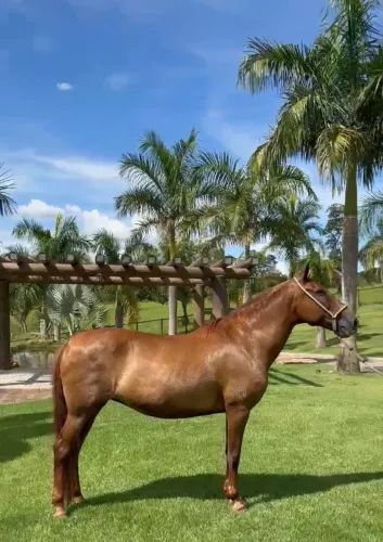 Vendo Egua mangalarga marchador registrado Filha do Fator Da Cavarú - Retã
