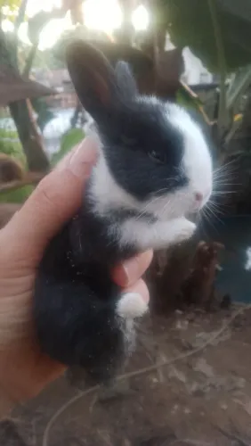 Lindos coelhinhos disponíveis