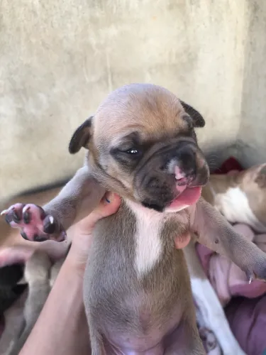 Vendo cachorro 