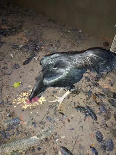 Galo de raça