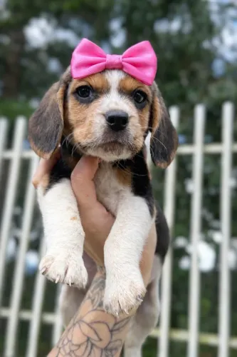 Beagle fêmea 13 polegadas linda menininha!