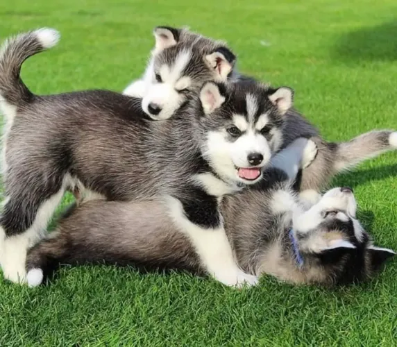 Husky siberiano filhotes - filhotes com 54 dias 