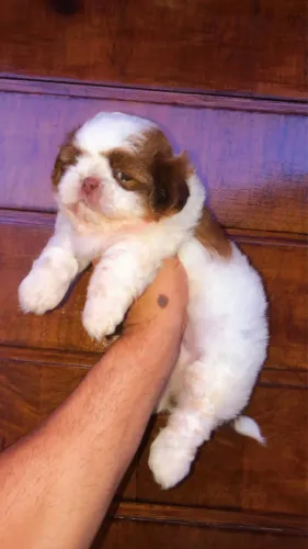 Machinho de Shih tzu olhos verdes