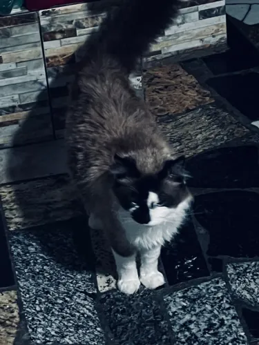 Doação de gatinha linda