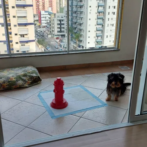Adestramento 