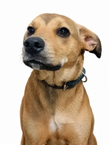 Cachorro macho