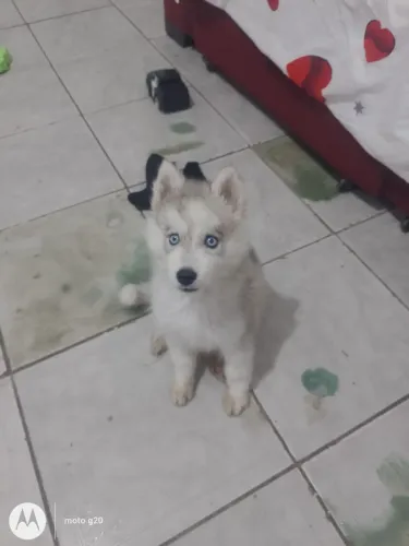 Filhote de Husky siberiano fêmea 