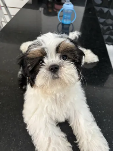 Shihtzu filhote fêmea 