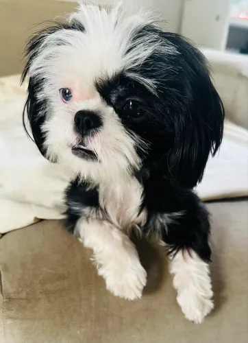 Cachorra Shitzu 
