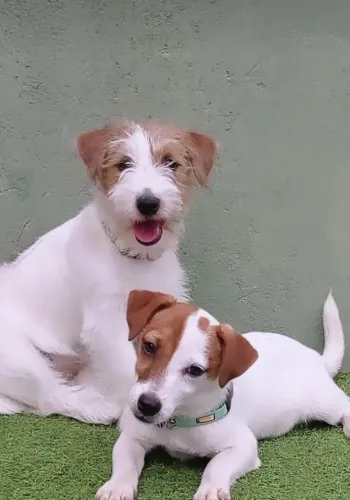 Filhote cachorro Jack Russel terrier com Pedigree 