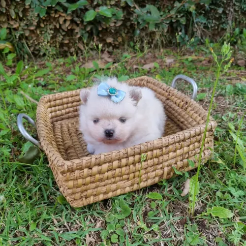 Spitz alemão anã (Lulu da pomeranea) não pode perder