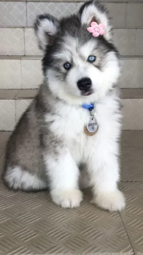 Husky "Independência faz parte de mim."