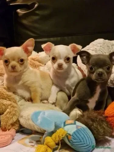 Baby Chihuahua com linda pelagem e linhagem selecionada