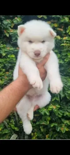 Filhotes husky siberiano