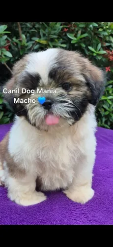 Filhotes de Shih tzu
