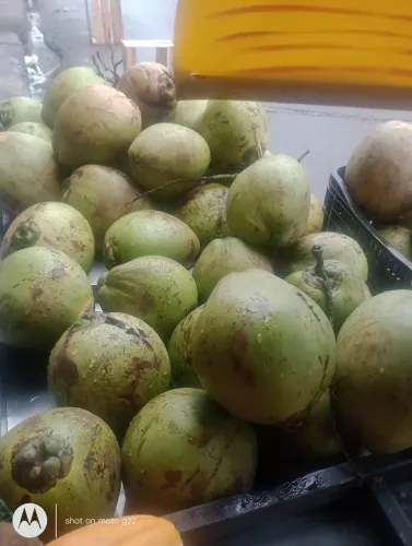 Coco com água. Coco verde.