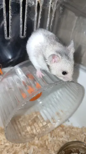 Filhotes de hamster da raça sírio 