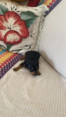 Lindo Pinscher