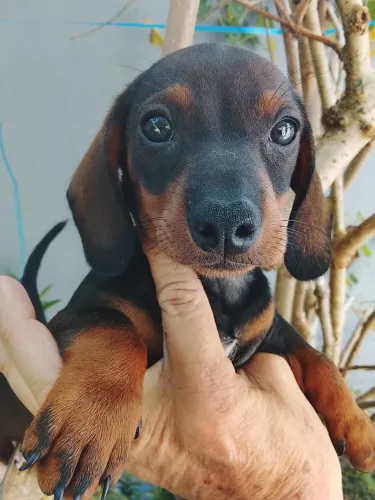     Macho lindo de Dachshund pequeno e fofo salsicha 