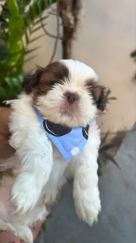 Baby shihtzu olhos claros com procedência 